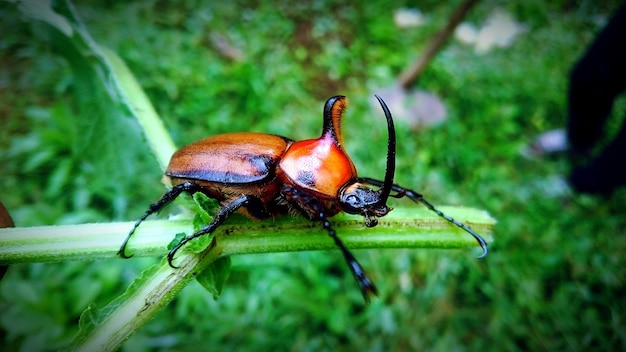 ぼんやりした背景を背景にした葉の虫のクローズアップ