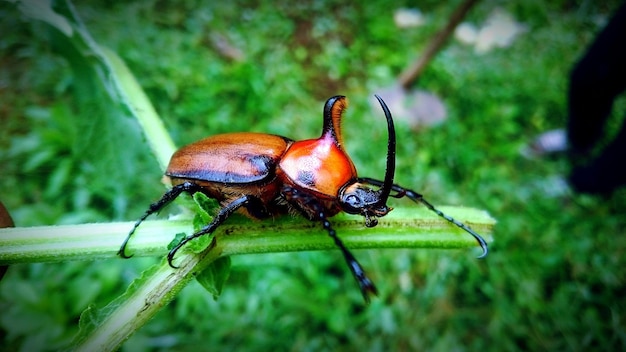 Photo close-up of bug on leaf against blurred background