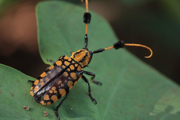 close-up of bug on leaf