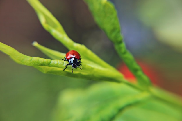 close-up of bug on plant