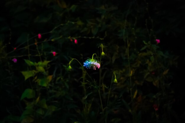 Close-up of bug on plant