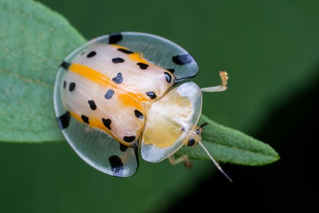 Photo close-up of bug on plant