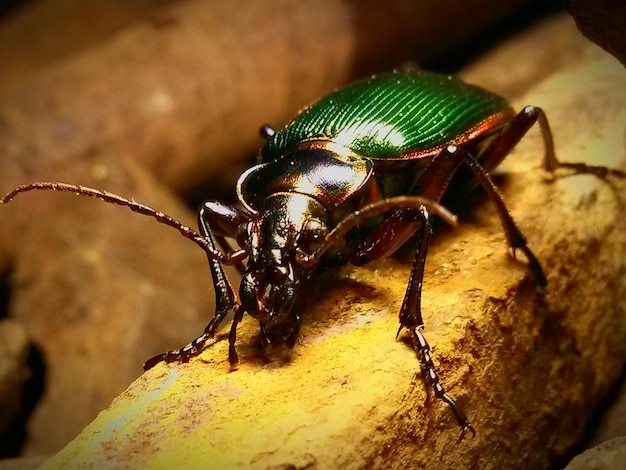 Close-up of bug on wall