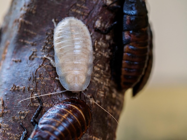 動物園の木の上にある虫のクローズアップ