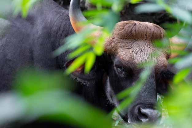 Close-up of bull in the wild.