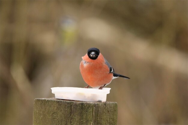 Photo close-up of a bullfinch perching on wooden post