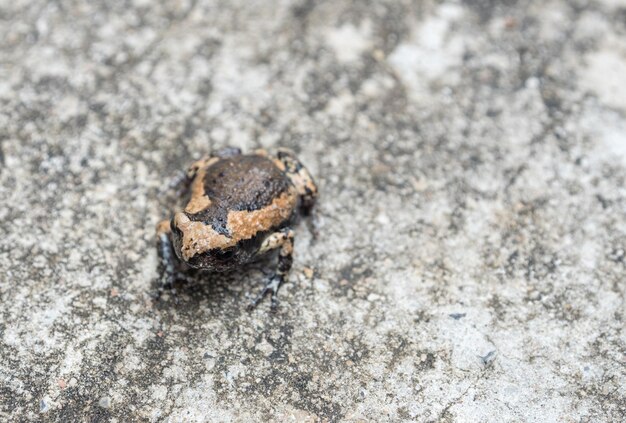 Photo close up bullfrog on concrete