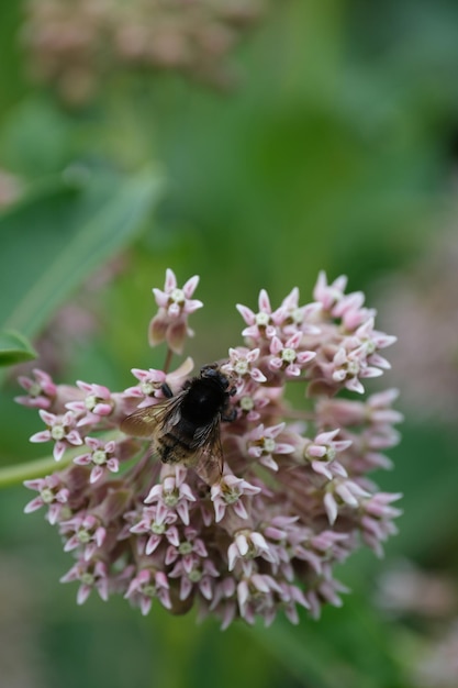 Photo close up of a bumblebee on a butterfly flower