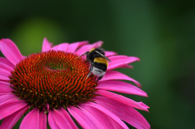 Photo close-up of bumblebee on eastern purple coneflower