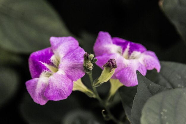 Foto prossimo piano di un coleottero sul fiore