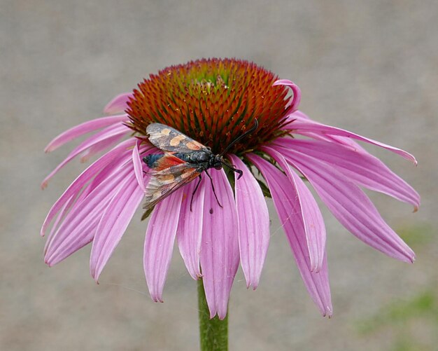 Foto close-up di un calabrone su un fiore rosa