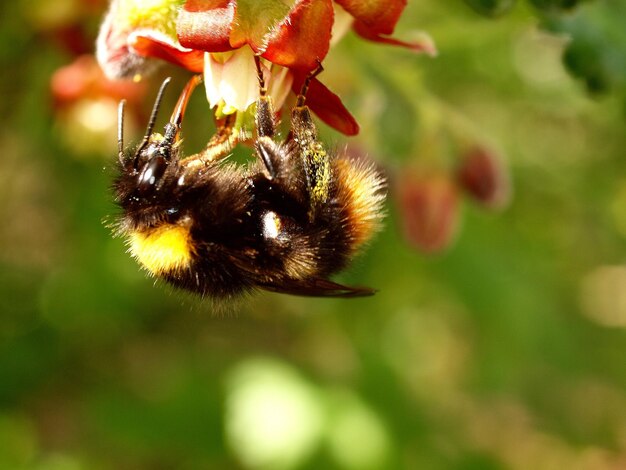 花に花粉を寄せているハチのクローズアップ