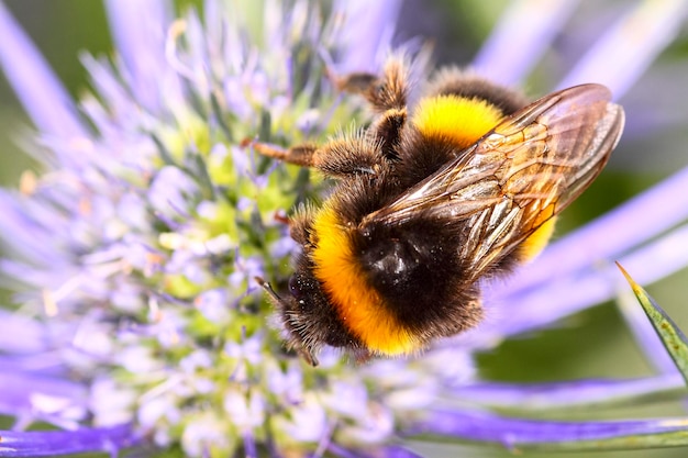 Close-up of bumblebee pollinating on purple flower blooming outdoors