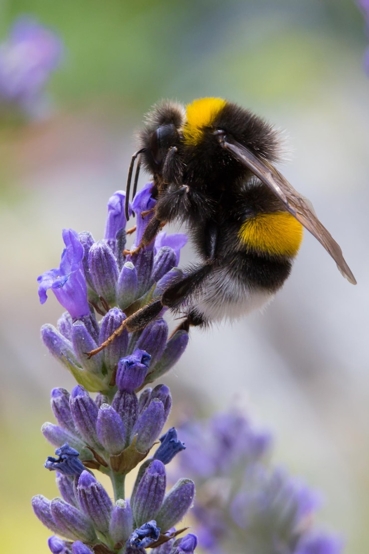 Photo close-up of bumblebee pollinating on purple flower buds