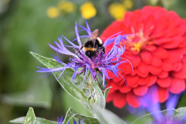 Foto prossimo piano di un coleottero che impollina un fiore viola