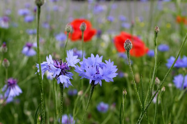 Close-up of bumblebee on purple flowering plants