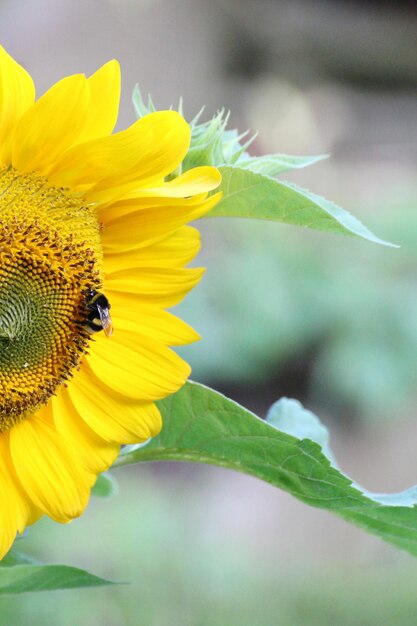 Close-up of bumblebee on sunflower