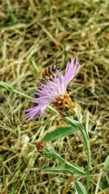 Foto close-up di un calabrone su un cardo che fiorisce in un campo