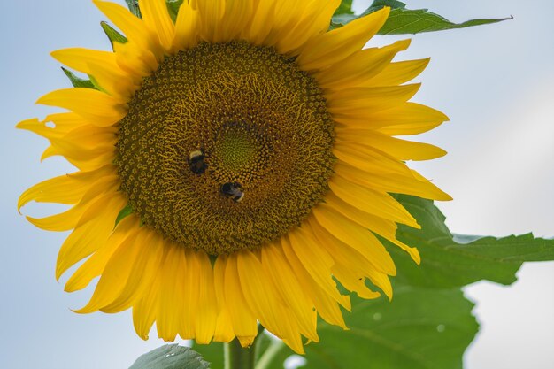 Close-up of bumblebees on sunflower against sky