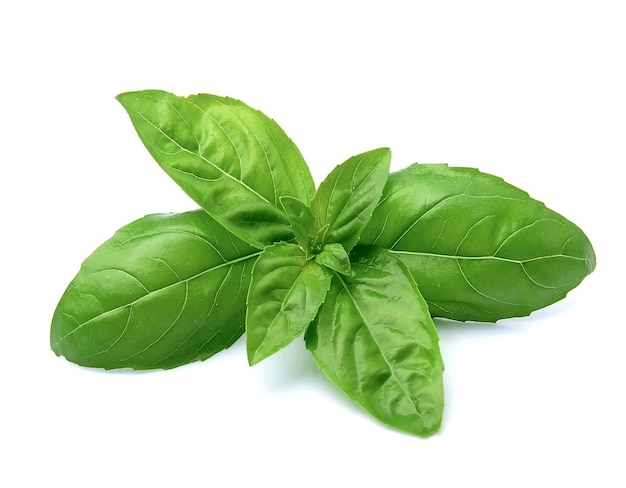 Close up on bunch of basil leaves isolated