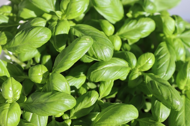 A close up of a bunch of basil