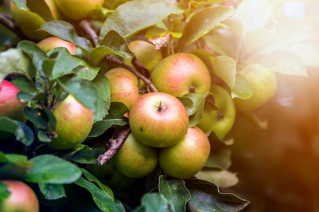 Close-up bunch of beautiful green apples with drops of dew hanging ripening on apple tree branch with green leaves lit by bright summer sun on blurred bokeh blue. Agriculture concept.