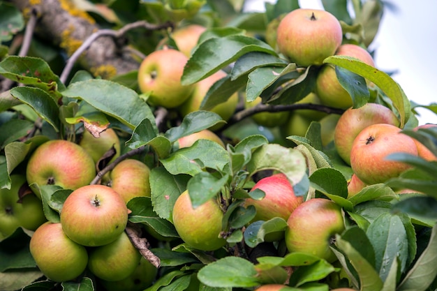 Close-up bunch of beautiful green apples