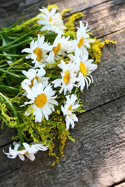 Photo close up on bunch of chamomile flowers