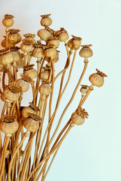 Close-up of a bunch of dried poppy seed capsules (Papaver Somniferum) on white background.