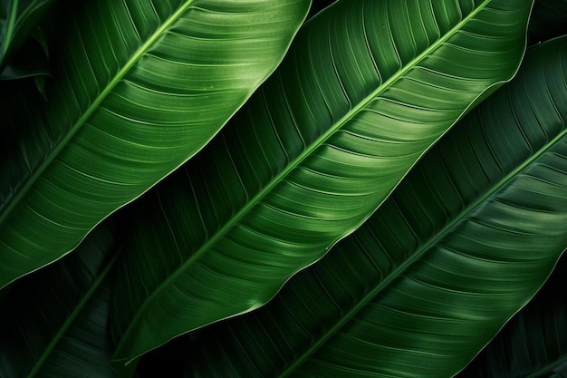 a close up of a bunch of green leaves