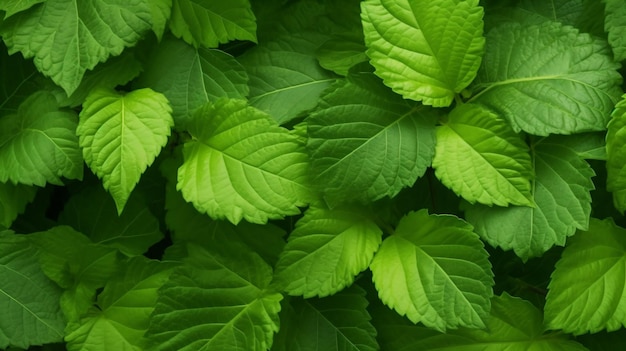 a close up of a bunch of green leaves