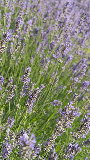 Close up of bunch of lavender flowers in blossom