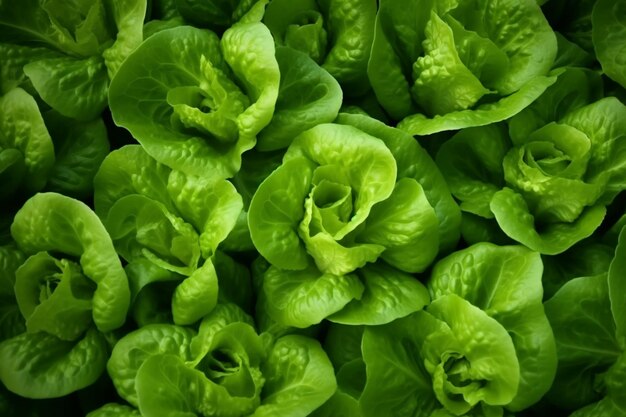 A close up of a bunch of lettuce