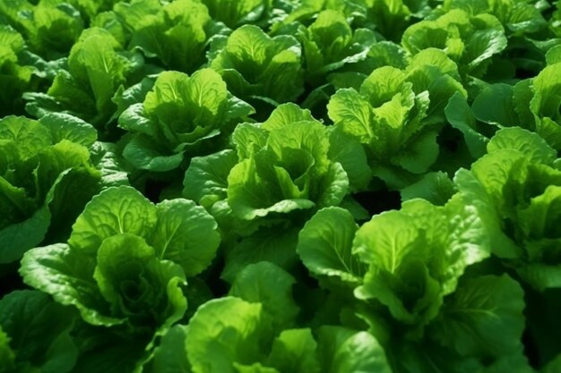 A close up of a bunch of lettuce