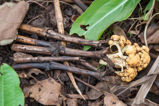 Photo a close up of a bunch of mushrooms on the ground