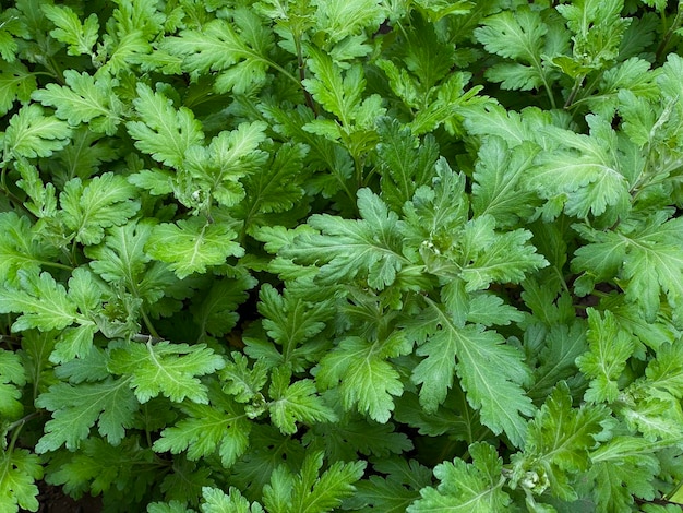 A close up of a bunch of parsley