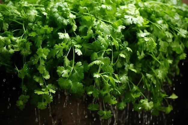 a close up of a bunch of parsley