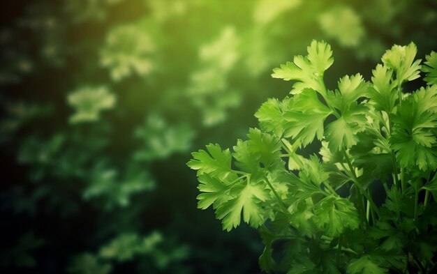 A close up of a bunch of parsley