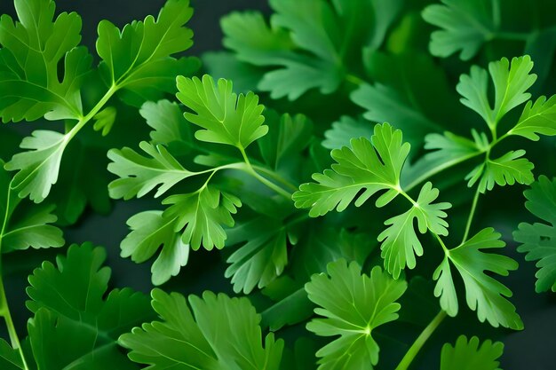 Photo a close up of a bunch of parsley