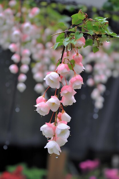 A close up of a bunch of pink and white flowers hanging from a tree