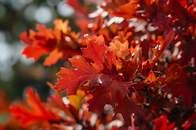 Photo a close up of a bunch of red leaves