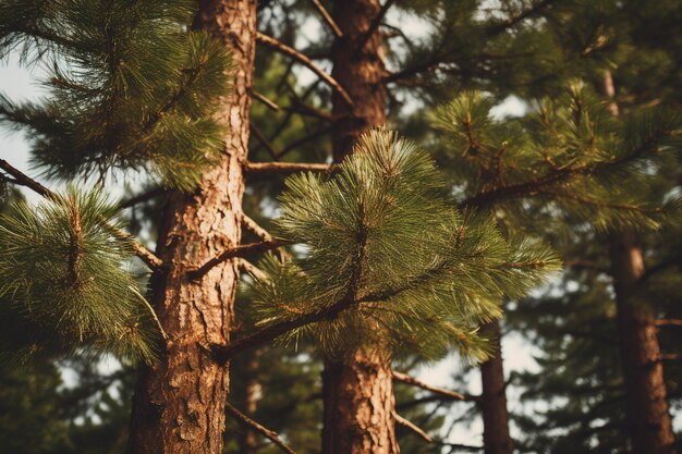 Photo a close up of a bunch of trees with different colors