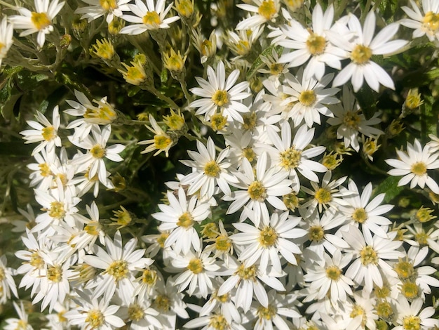 정원에 있는 흰색 꽃 카모마일 다발 가까이 카모마일이 있는 화단을 닫습니다