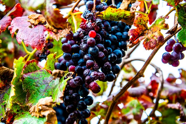 Photo close up of bunches of grapes in autumn in castegnero vicenza veneto italy