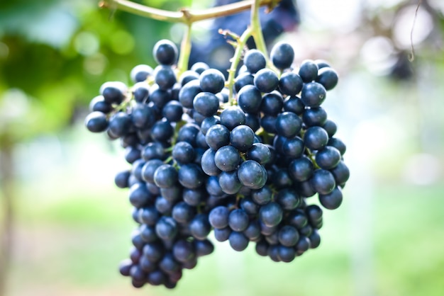 Close-up of bunches of ripe red grapes on vine