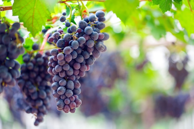 Close-up of bunches of ripe red wine grapes