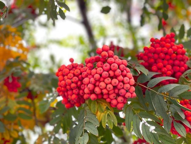 Close-up of bunches of roman berries and leaves on a tree against the background of the sky during the day.