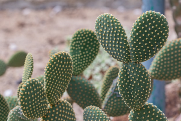 정원에서 토끼 귀 또는 천사 날개 선인장을 닫습니다. (Opuntia microdasys)