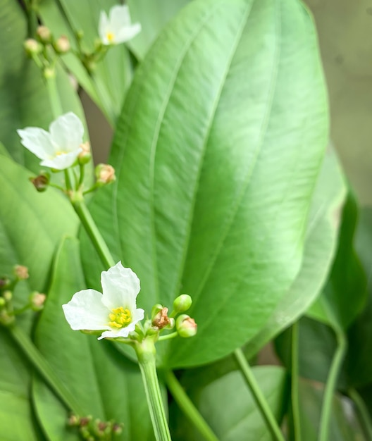 Photo close-up to burhead