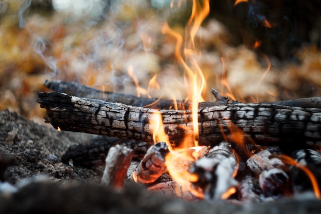 Close-up of a burning bonfire in the forest, firewood and embers on fire in the autumn forest